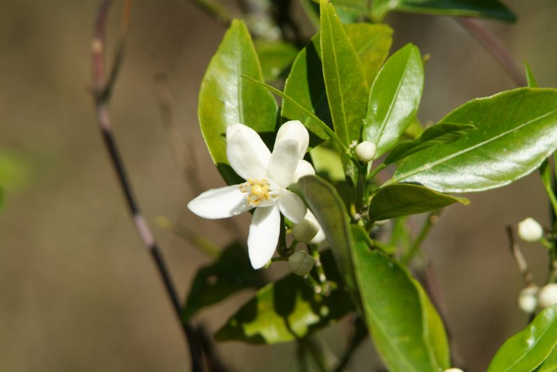 orange_blossom_2013_01.jpg