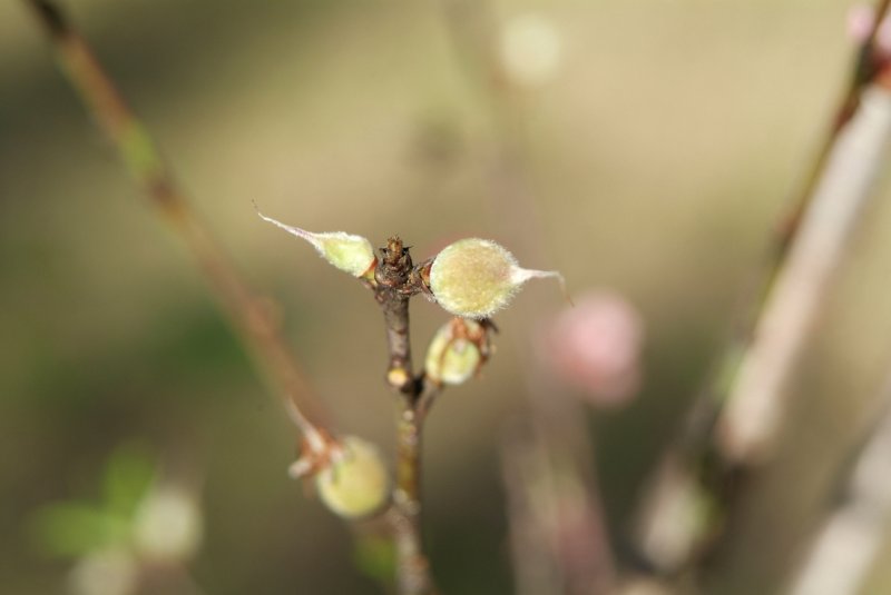 peaches_2013_02.jpg