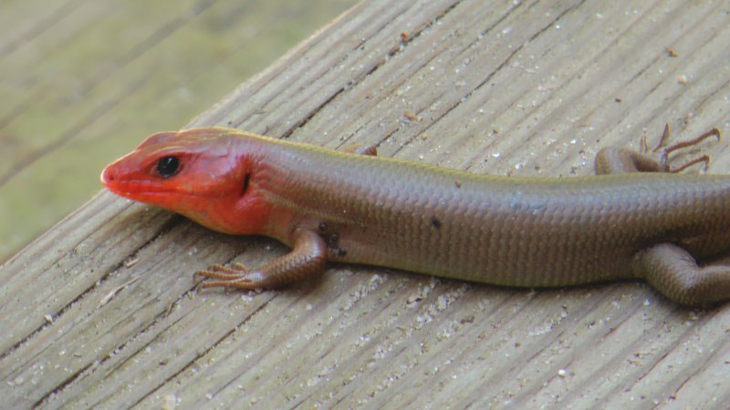 skink_01.jpg