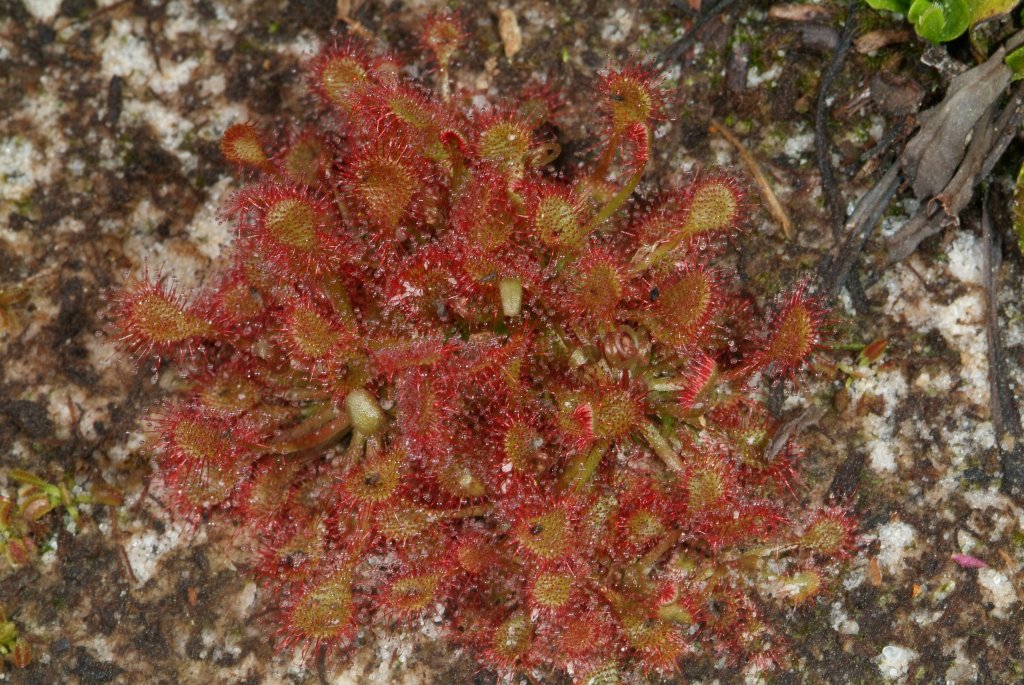 sundews_03_2015_01.jpg