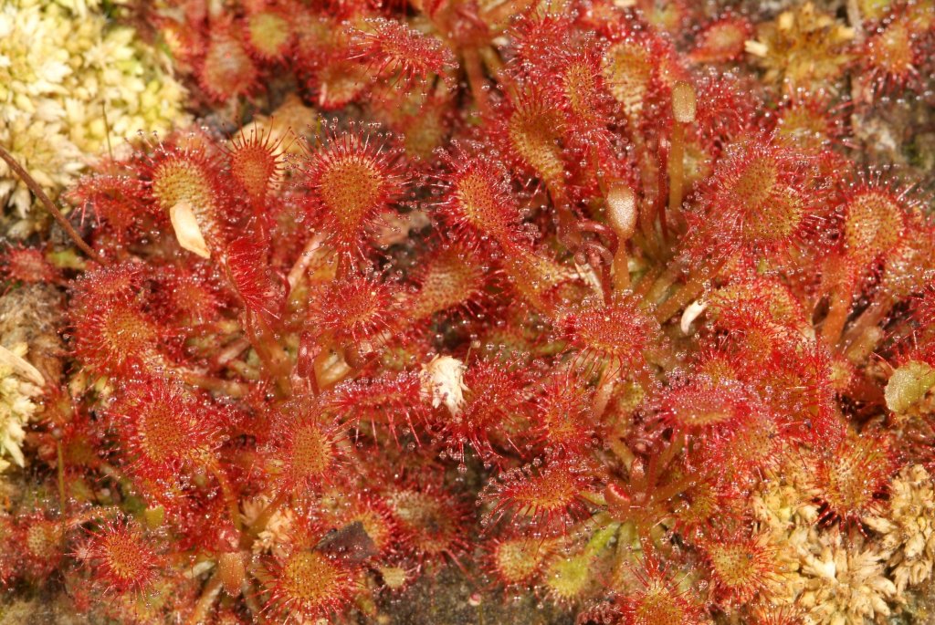 sundews_03_2015_02.jpg