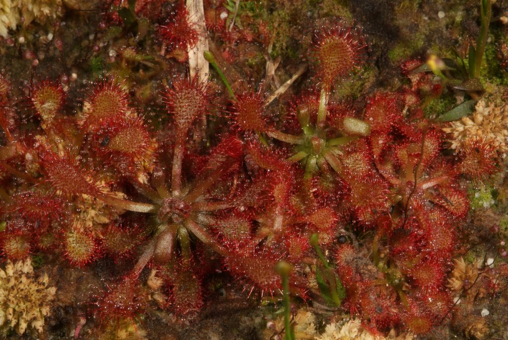 sundews_03_2015_03.jpg