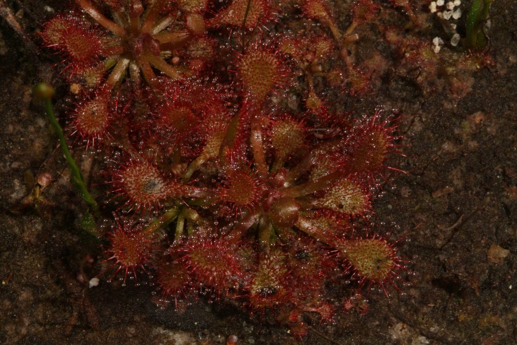 sundews_03_2015_04.jpg