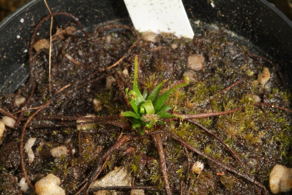 sundews_03_2015_05.jpg