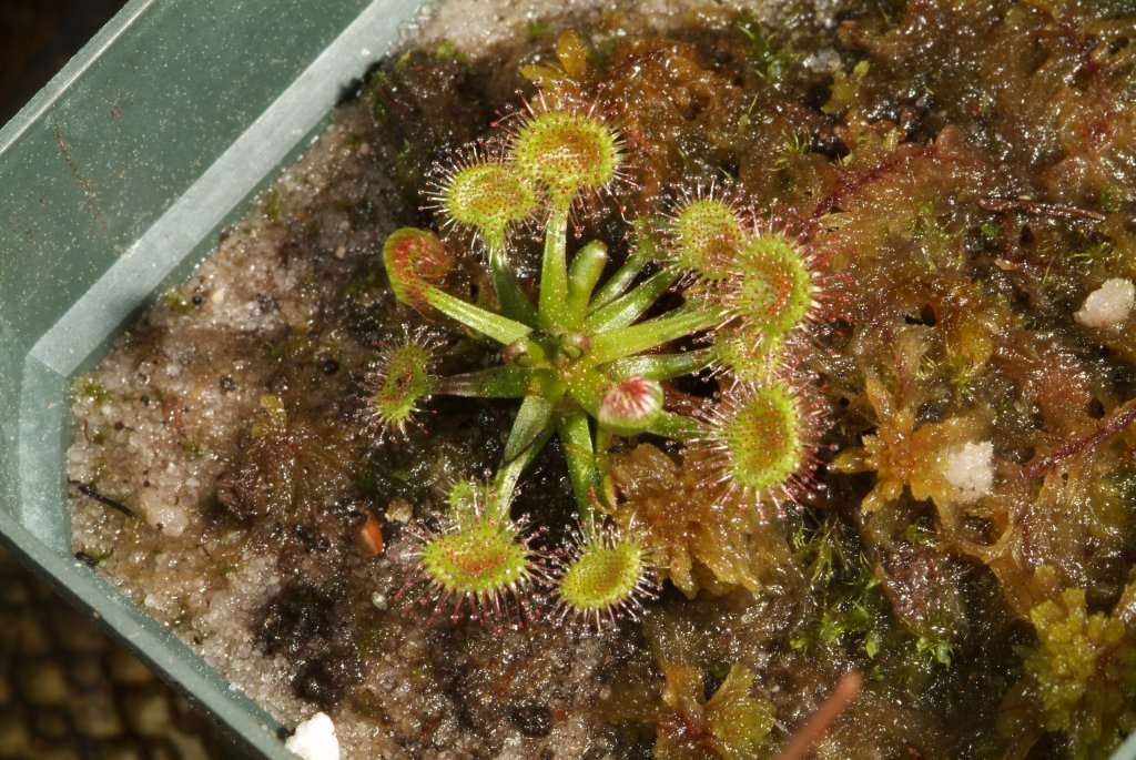 sundews_03_2015_06.jpg