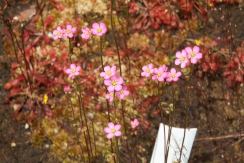 sundews_04232014_01.jpg