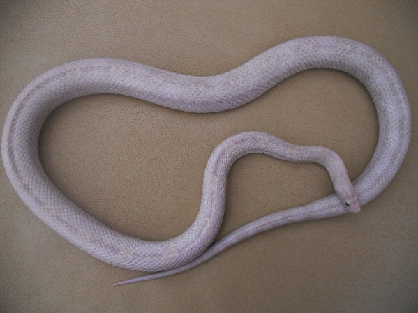 Hypo Plasma Adult Male Proven Breeder - CornSnakes.com Forums