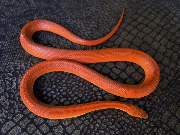 Corns of all sizes: bloodred, fire, peppermint, stripe, tessera combos &  more! - CornSnakes.com Forums
