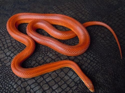Name:  bloodred motley stripe het anery corn snake adult female possible het caramel charcoal hypo lave.jpg
Views: 2323
Size:  136.0 KB
