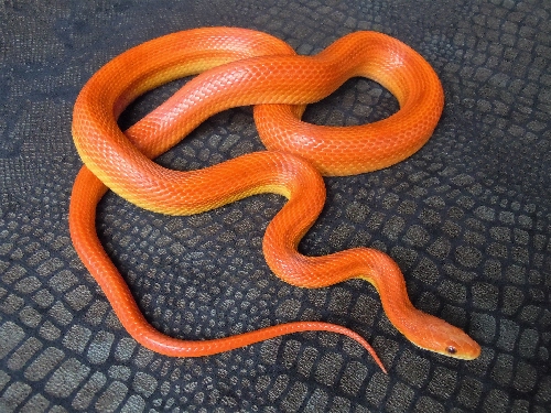 Name:  hypo stripe het or homo diffused bloodred corn snake male possible het hypo & lavender for sale.jpg
Views: 2337
Size:  159.8 KB