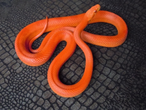 Name:  fire stripe corn snake male possible het hypo & lavender for sale.jpg
Views: 1620
Size:  135.8 KB