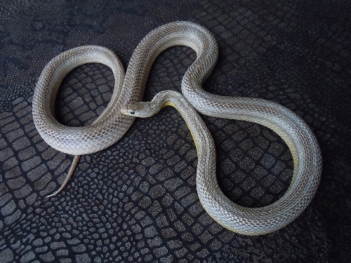 Name:  granite motley stripe corn snake adult female possible het caramel charcoal hypo lavender for sa.jpg
Views: 2716
Size:  134.5 KB