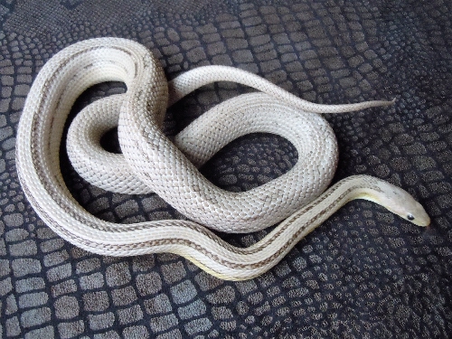 Name:  anery stripe het amel diffused bloodred hypo corn snake adult female for sale.jpg
Views: 2100
Size:  154.1 KB