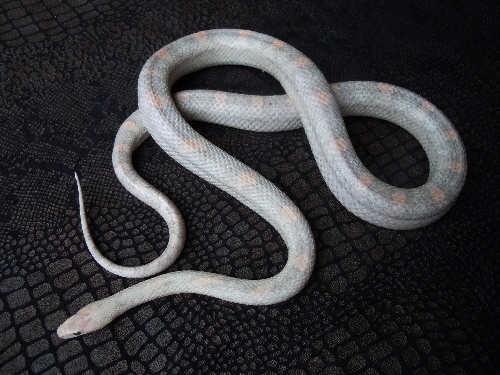 Name:  plasma corn snake male KS.jpg
Views: 235
Size:  123.6 KB