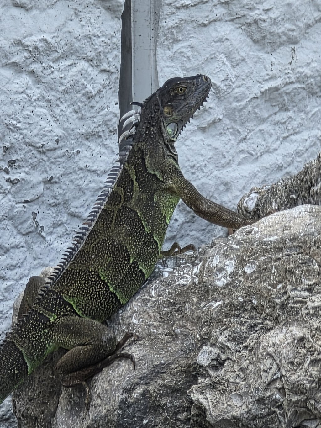 iguana_05042026_01_sm.jpg