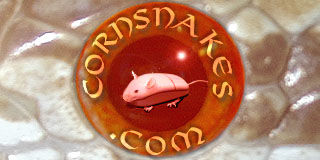 Cornsnakes