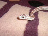 snap on carpet 3 (small).jpg