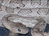 casper_closeup_0202.jpg