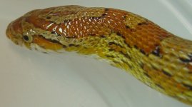 brutus_0202_04.jpg