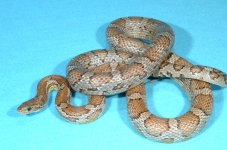 anerylav(serpenco).jpg