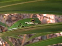 tree frog.jpg