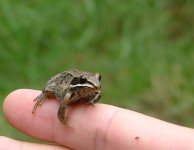 WOODFROG.JPG