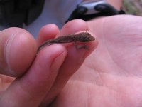 anole baby.jpg