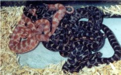 hatchlings.jpg