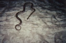 picture2.jpg