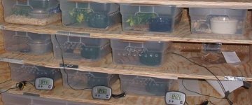 Clear Tubs.jpg