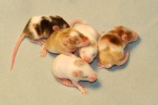 mice1.JPG