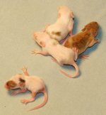 mice2.JPG