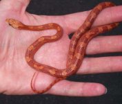 hypo bloodred 9 mo.jpg