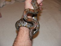 Snake1.JPG