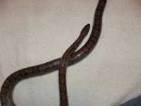 Snake2.JPG
