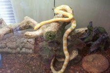 butters branch II.jpg