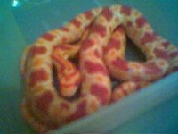 snake.JPG