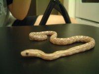 simon - (09) lavender 03.jpg