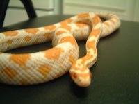 simon - (06) candy cane 03.jpg