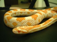 simon - (06) candy cane 04.jpg