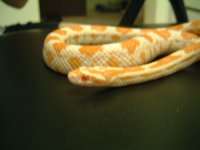 simon - (06) candy cane 05.jpg