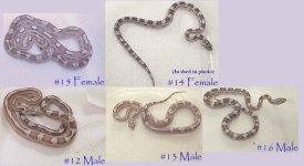 Motleys to Don G  2003-11-08  01.jpg