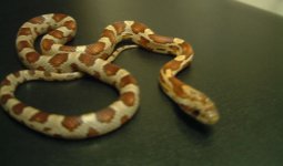 simon - (15) milk 04.jpg