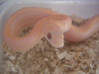picstrhyplav.JPG