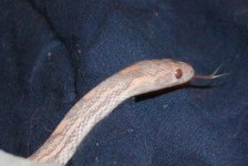opal tongue.jpg