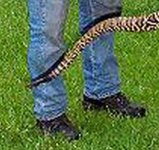 Crotalus.jpg