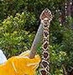 Crotalus2.jpg