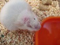 mouse_eye.jpg