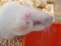 mouse_eye2.jpg