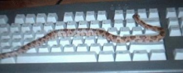 naga something to say.jpg